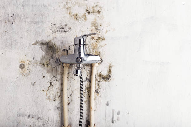 Best Insurance-Related Mold Remediation in Canton, IL