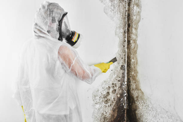 Best Mold Testing and Inspection Services in Canton, IL