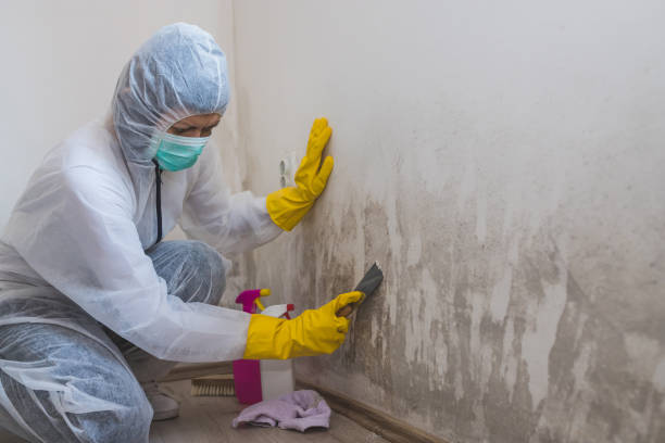 Professional Mold Remediation in Canton, IL