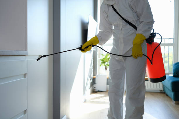 Best DIY Mold Remediation Support Services in Canton, IL