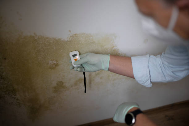Best Black Mold Remediation in Canton, IL