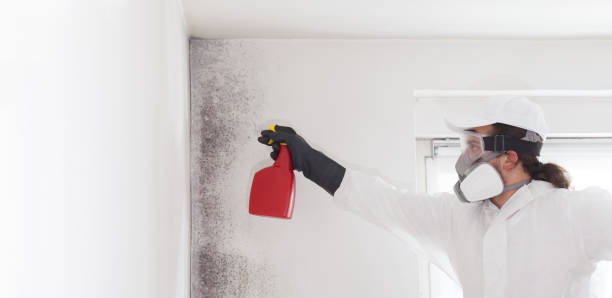 Best Crawl Space Mold Remediation in Canton, IL