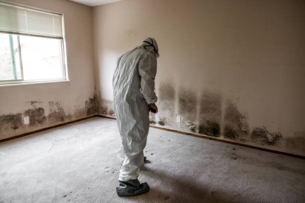 Best Health and Safety Mold Remediation in Canton, IL