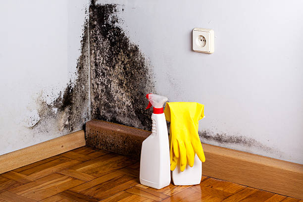 Best Post-Flood Mold Remediation in Canton, IL
